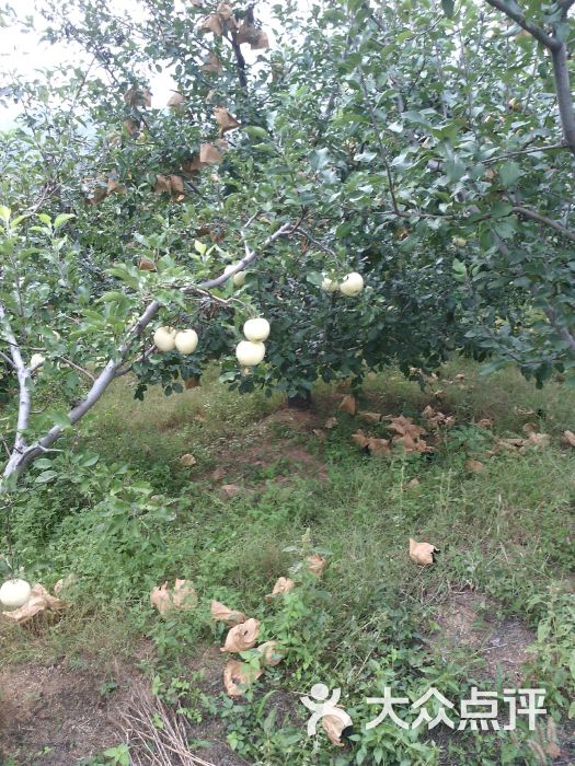 苹果采摘园-图片-绥中县购物